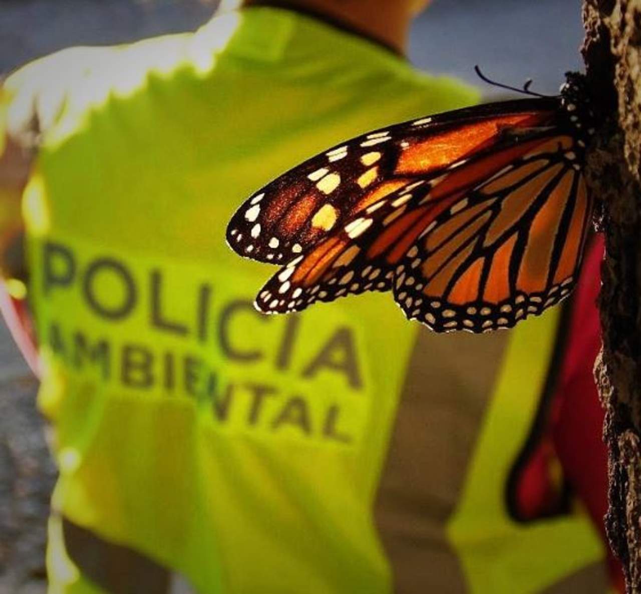Cerca del 90 por ciento de las monarcas de Norteamérica migra hacia México y el otro 10 por ciento a los bosques de California. (ESPECIAL)
