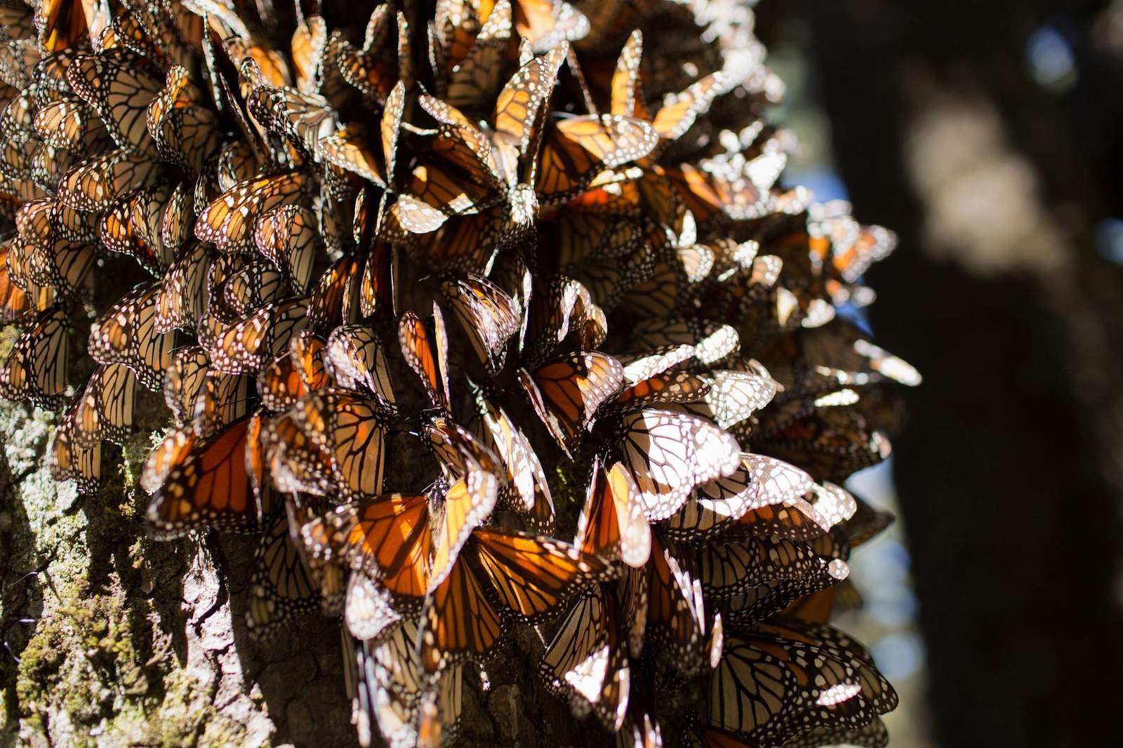 Si las condiciones climáticas lo permiten, se espera que el mayor contingente de monarcas comience a llegar en las próximas dos semanas. (EFE)