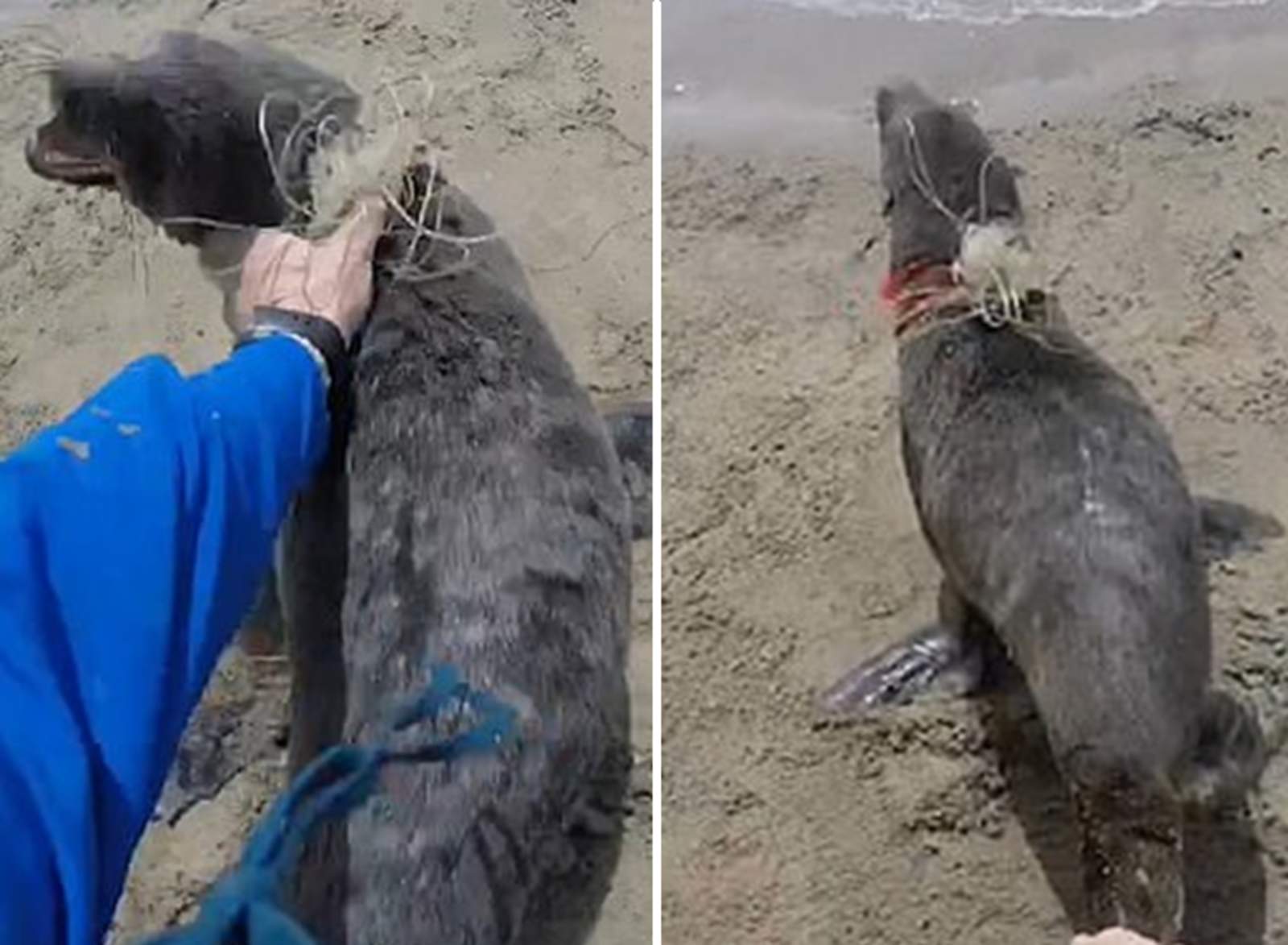 Emotivo rescate de una foca atrapada en una red de pesca