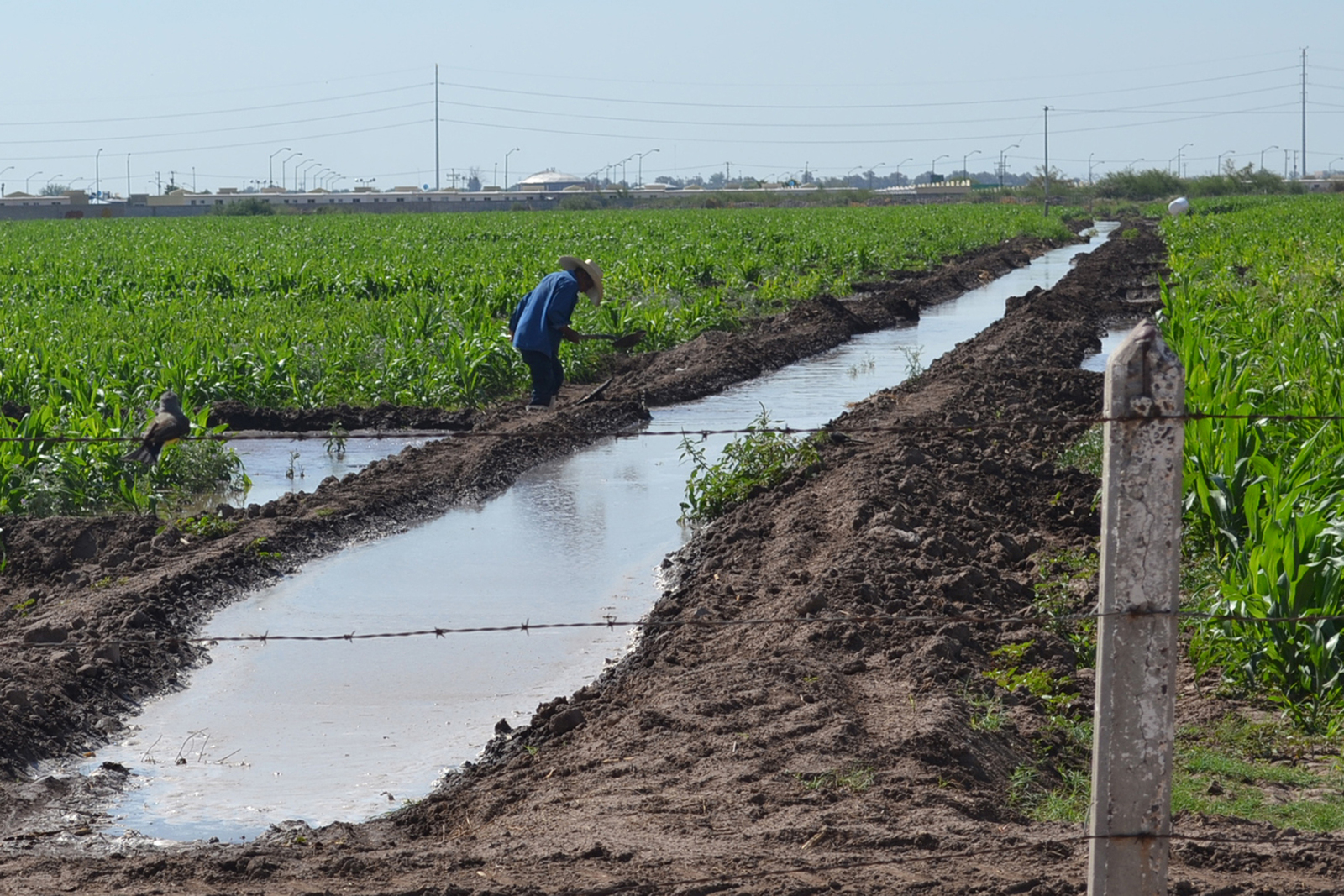 Exigencia. Los productores de San Pedro dijeron que ya se giró un oficio donde exigen más agua para regar los cultivos. (EL SIGLO DE TORREÓN)