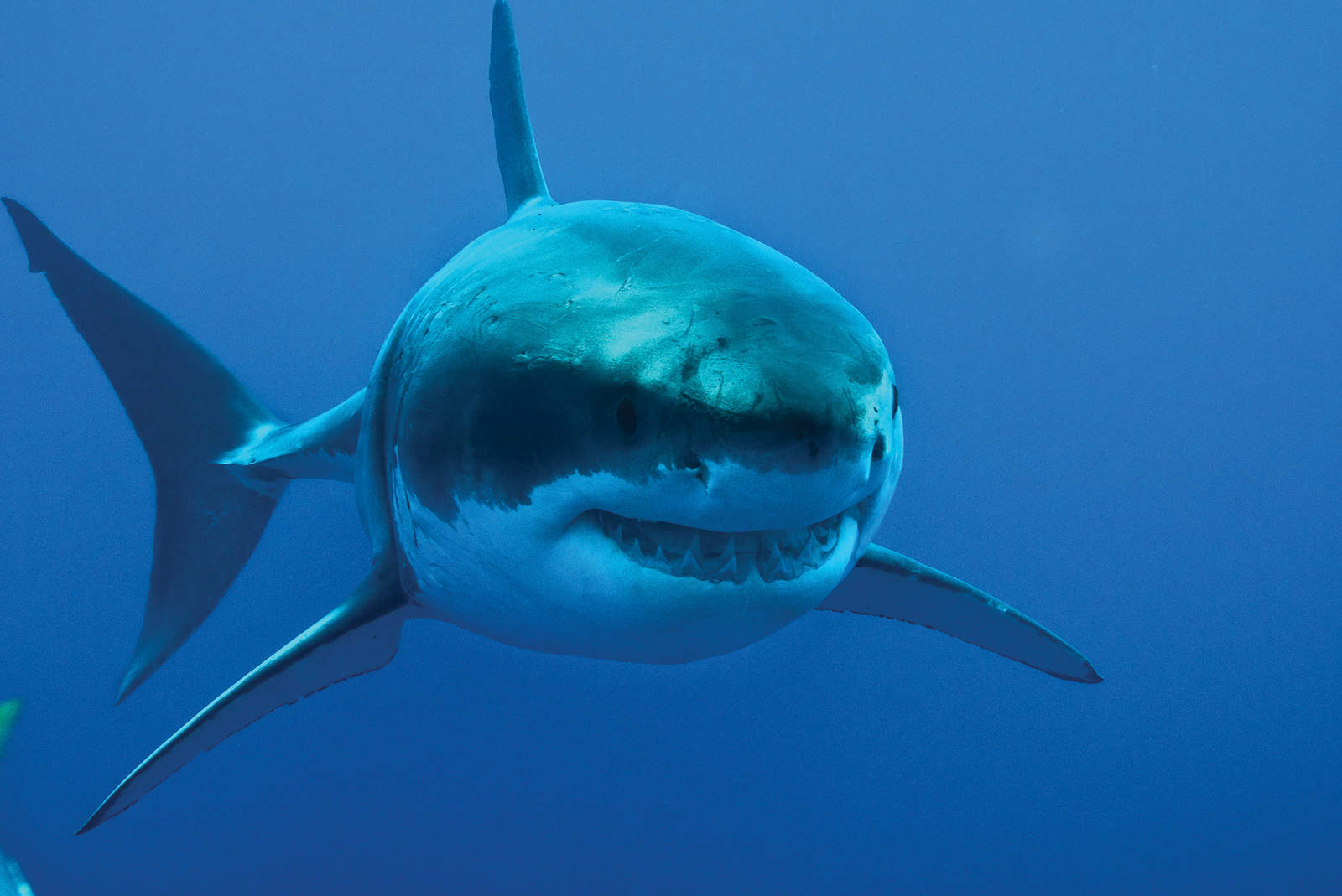 Lejos de ser una amenaza intimidante, el tiburón blanco resulta ser un miembro clave en el equilibrio de la biodiversidad de los mares del mundo. (ESPECIAL)