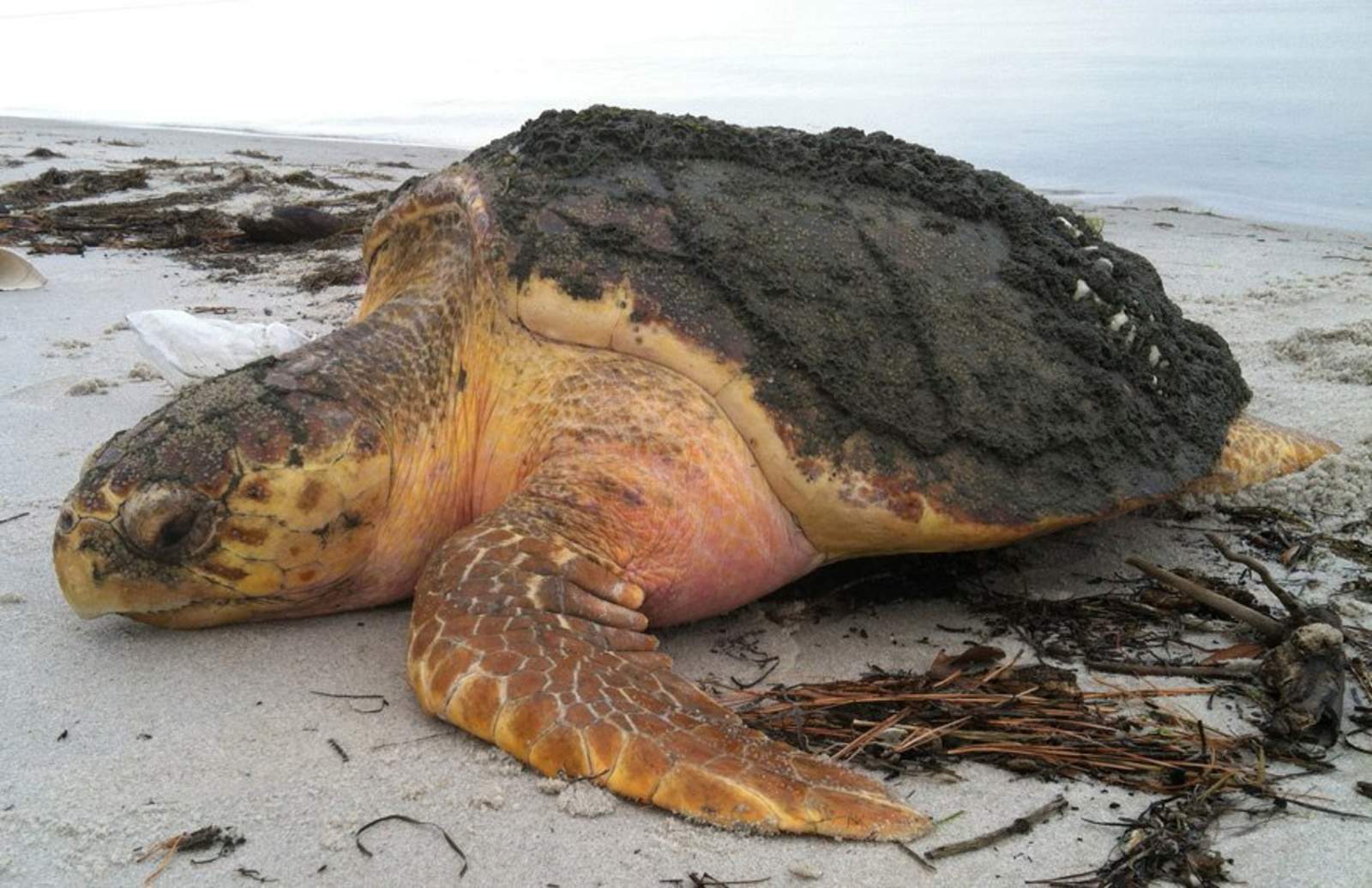 Alrededor de 350 tortugas marinas han arribado a las costas desde el 22 de octubre. (ARCHIVO)