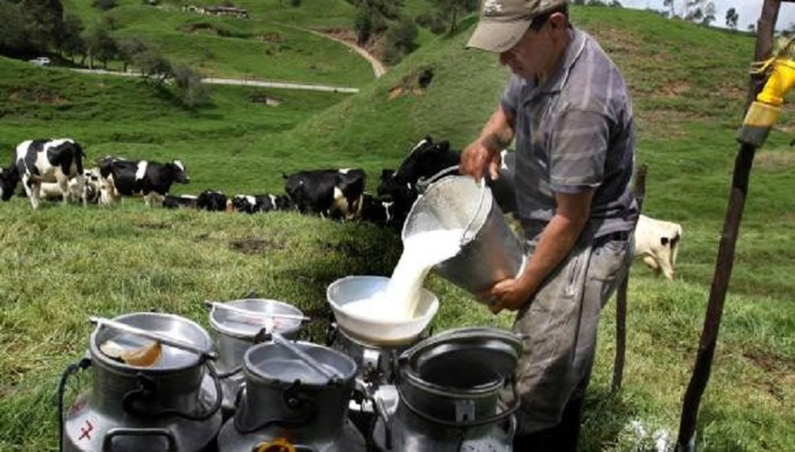 Solicitud. Pequeños productores de leche en México pedirán al nuevo gobierno que Liconsa compre todo el producto.