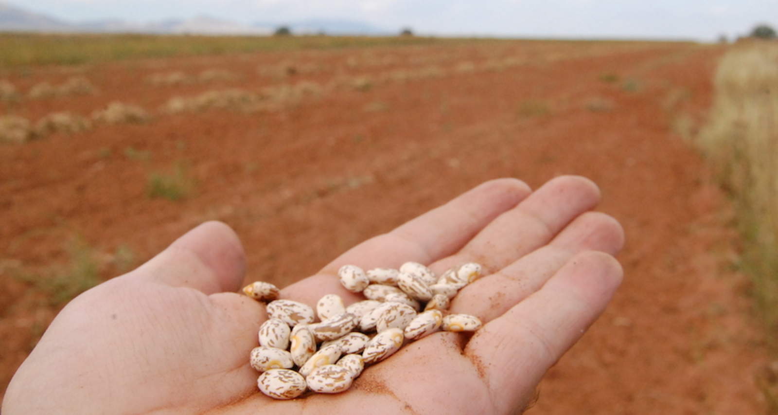 Un equipo de investigación desarrolló nuevas variedades de frijoles para combatir pérdidas de cultivos relacionados con la sequía. (ESPECIAL)