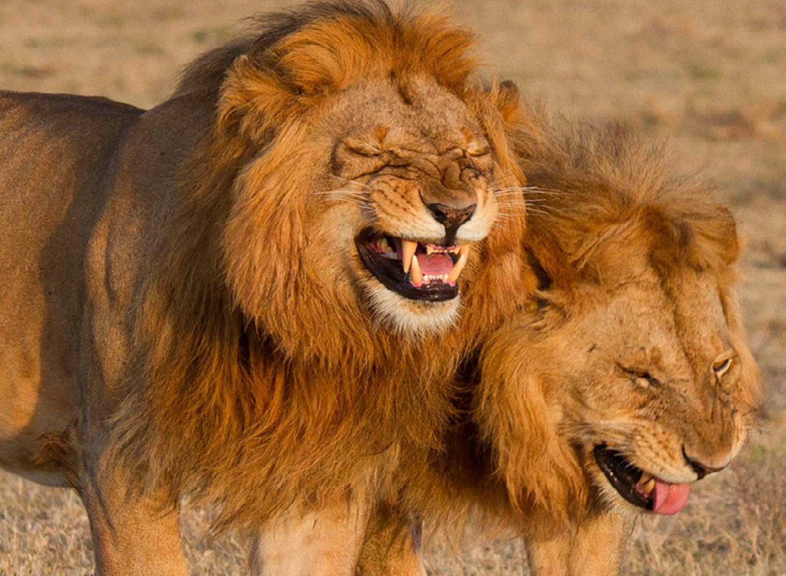La foto curiosa de dos leones que parecen reír