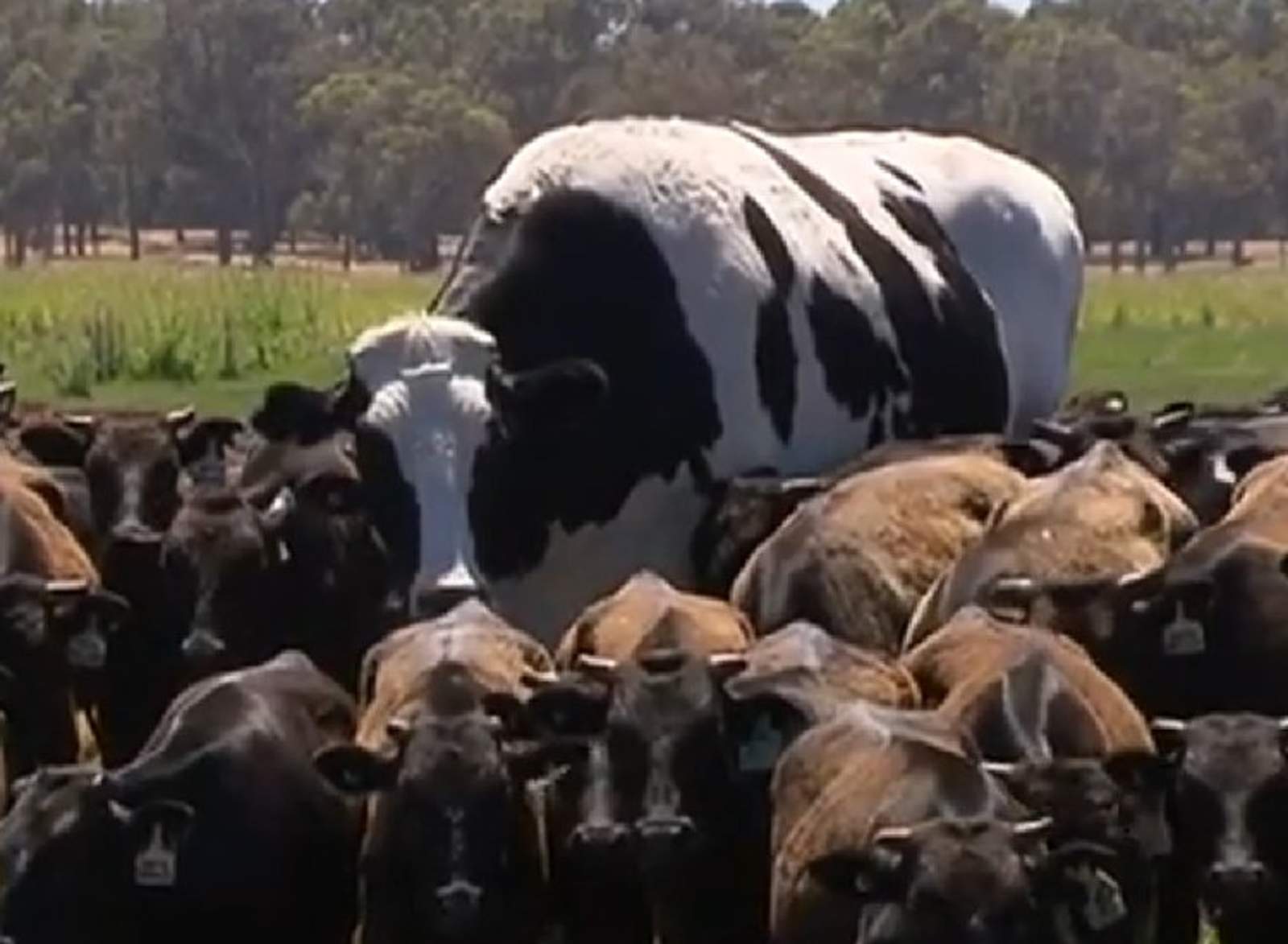 Su trabajo es guiar a otras vacas en la granja. (INTERNET)