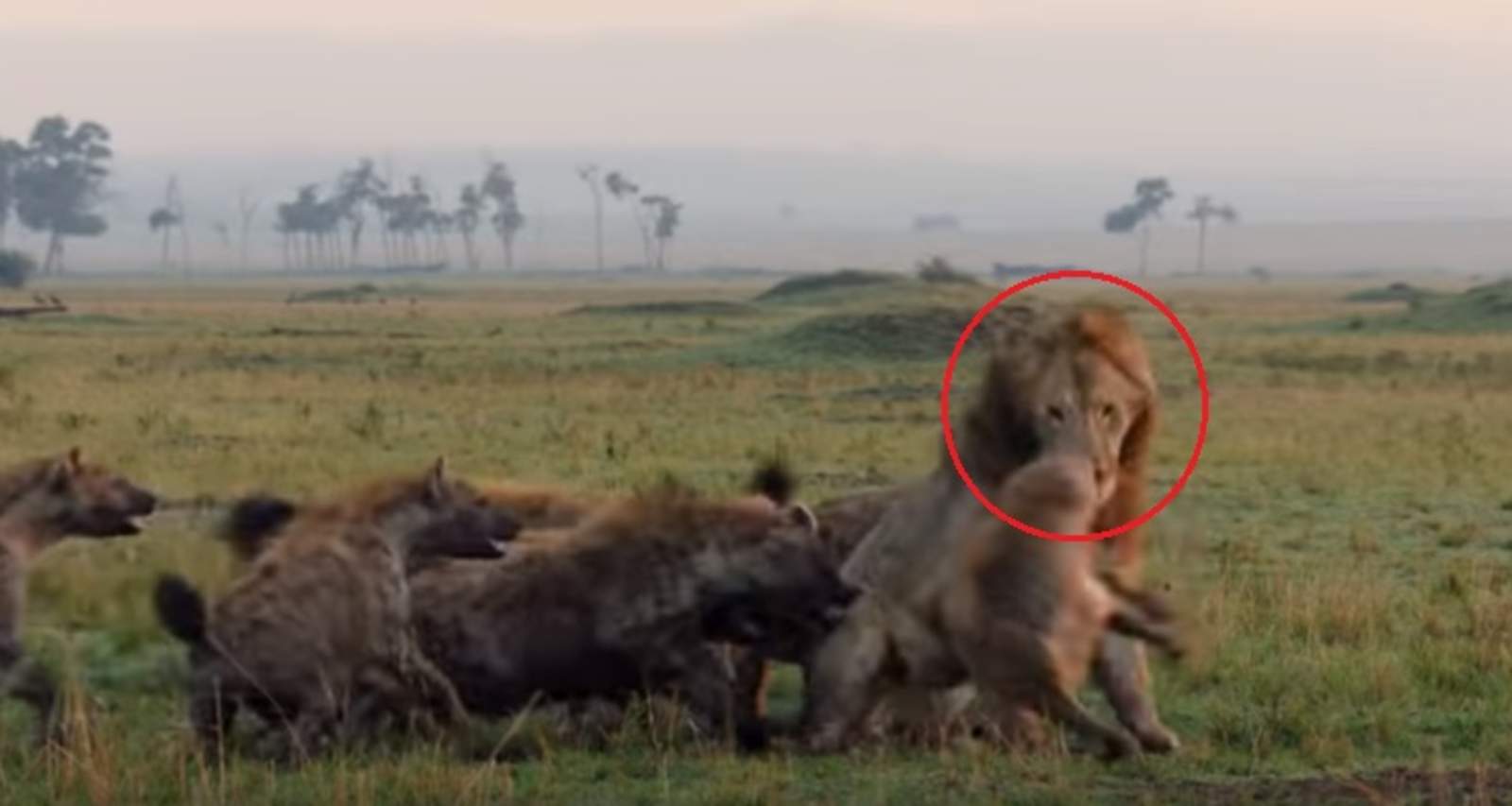 Otro león apareció para ayudar a su compañero antes de que éste fuera devorado por las hienas. 