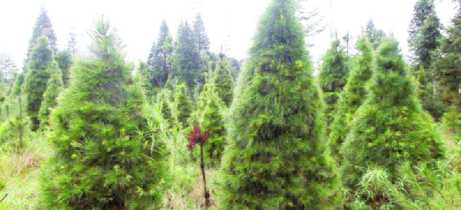 Siembra. Las plantaciones comerciales forestales de árboles de Navidad requieren un mantenimiento, limpieza y poda constante. (EL SIGLO DE TORREÓN) 