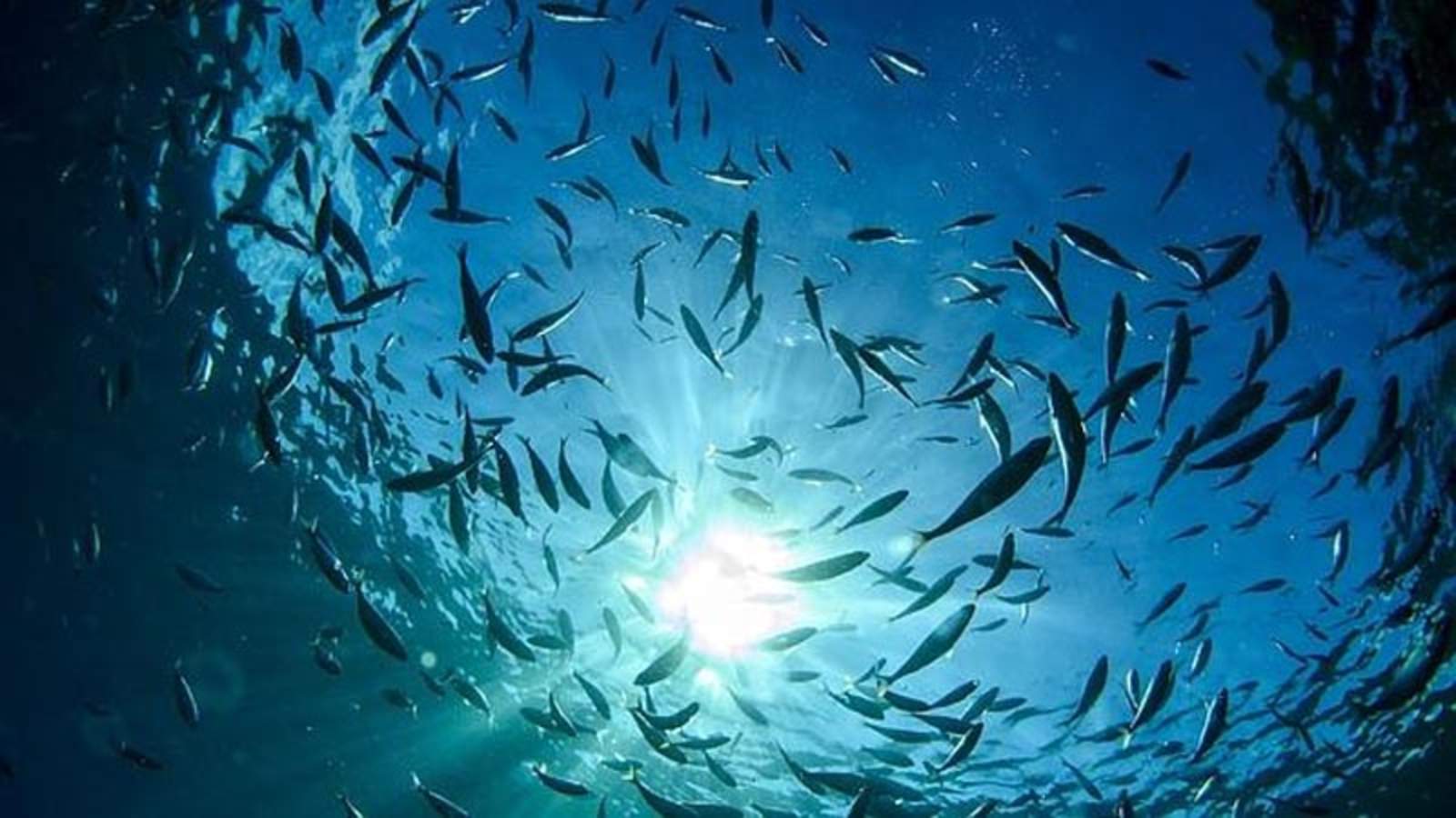 Fue producto del calentamiento global y dejó a los animales de los océanos sin suficiente oxígeno para sobrevivir. (ESPECIAL)