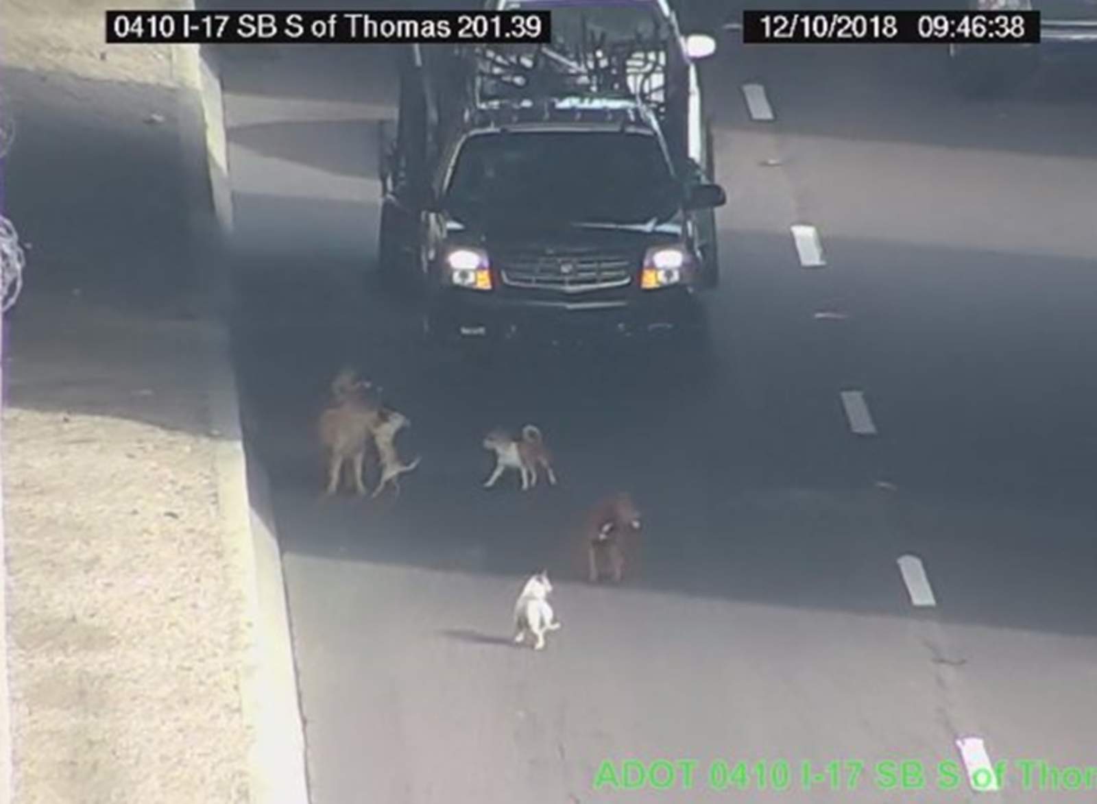 Seis perros en medio del camino. (INTERNET)