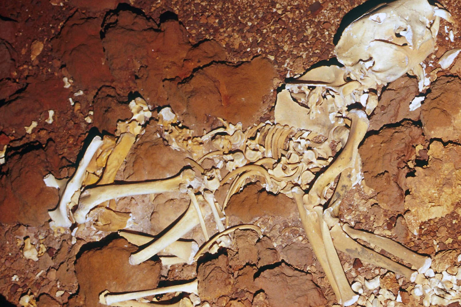 El 'Thyalacoleo carnifex', que fue un marsupial carnívoro que se movía con la ayuda de una cola fuerte, según los expertos, vivió en la etapa del Pleistoceno. (EFE)