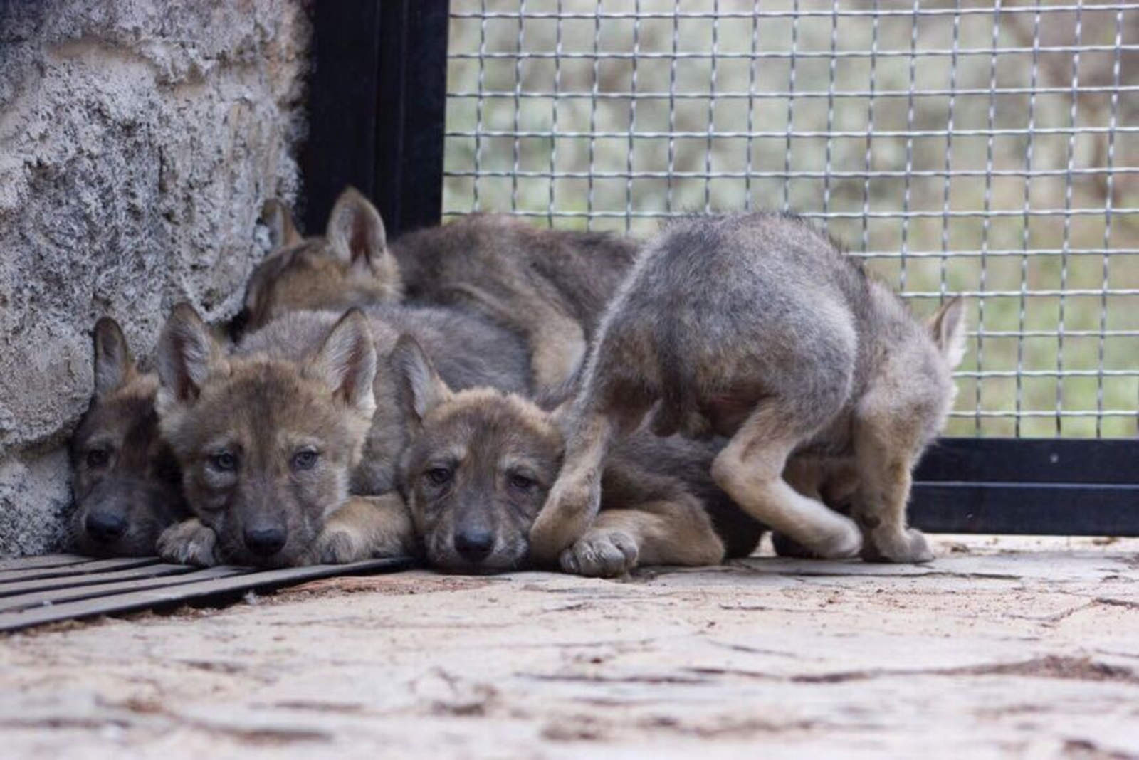 El año más mortal para el lobo gris mexicano