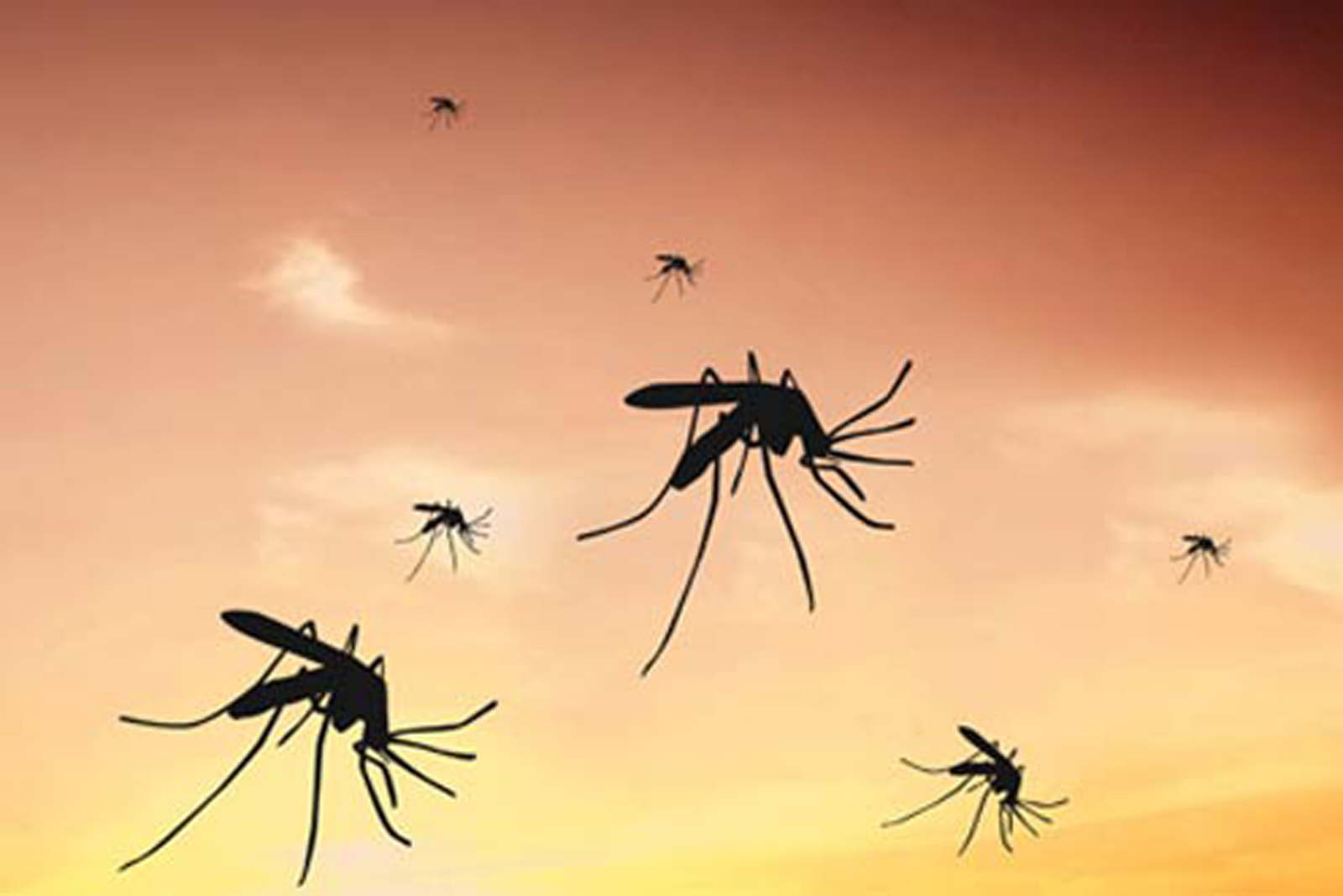 Enfermedad. El dengue se transmite por medio de la picadura del mosquito Aedes Aegypti. (ARCHIVO) 