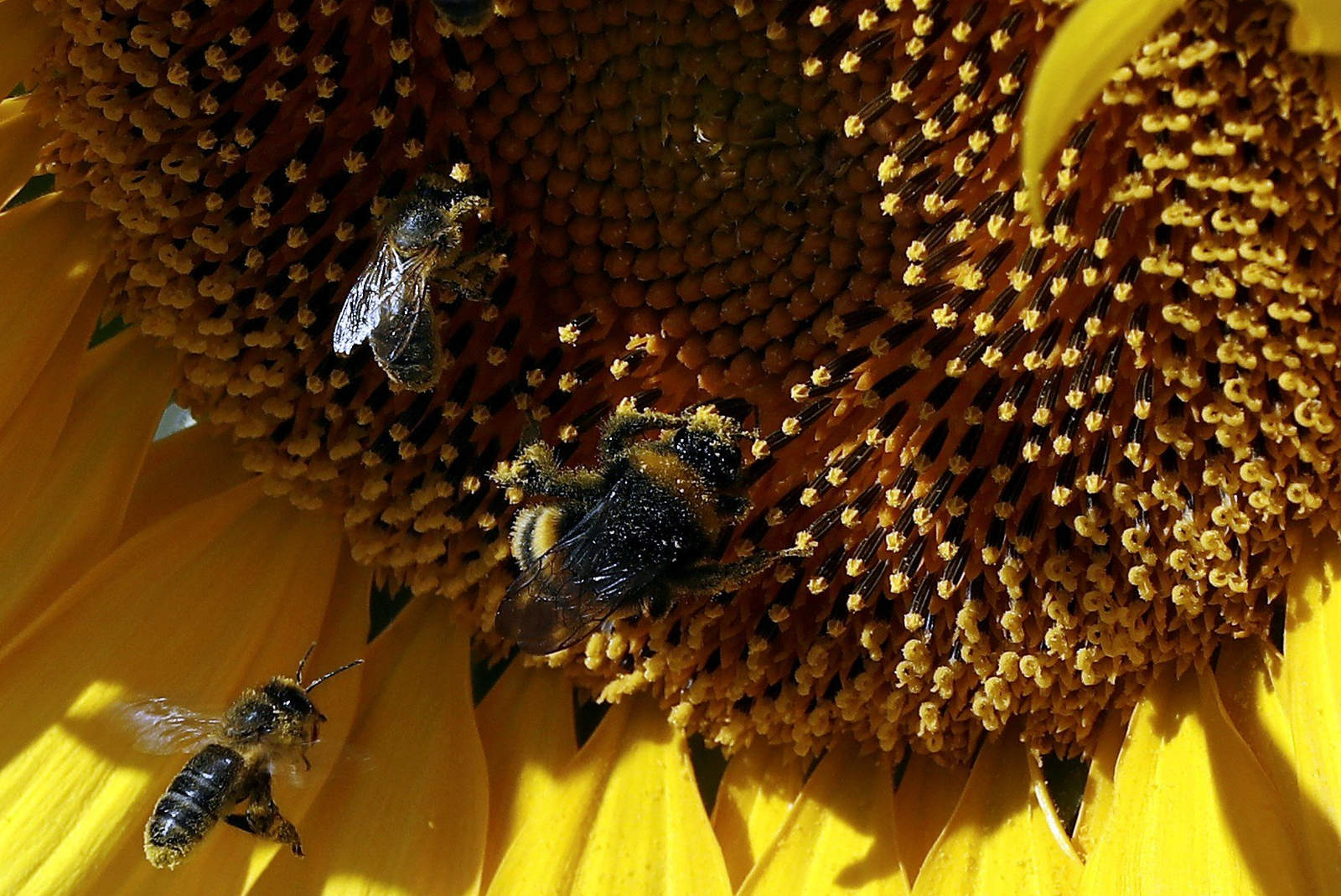 La abeja es capaz de polinizar tres cuartos de todas las plantas del mundo, lo que representa de manera directa el 80 por ciento de lo que una persona consume al día. (ARCHIVO)
