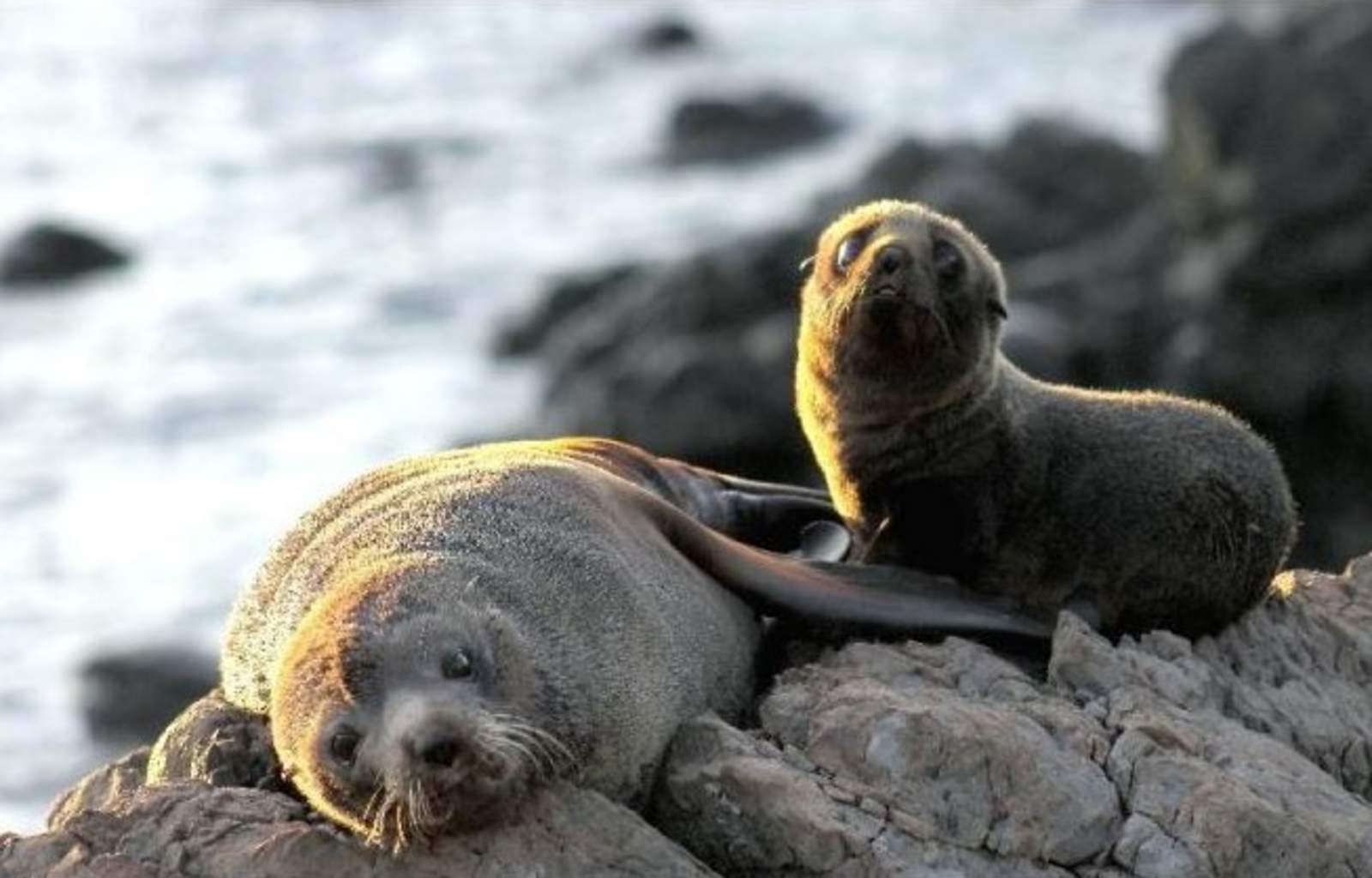 Las autoridades creen que los animales fueron sacrificados en tierra y luego abandonados los cuerpos en el mar. (ARCHIVO)