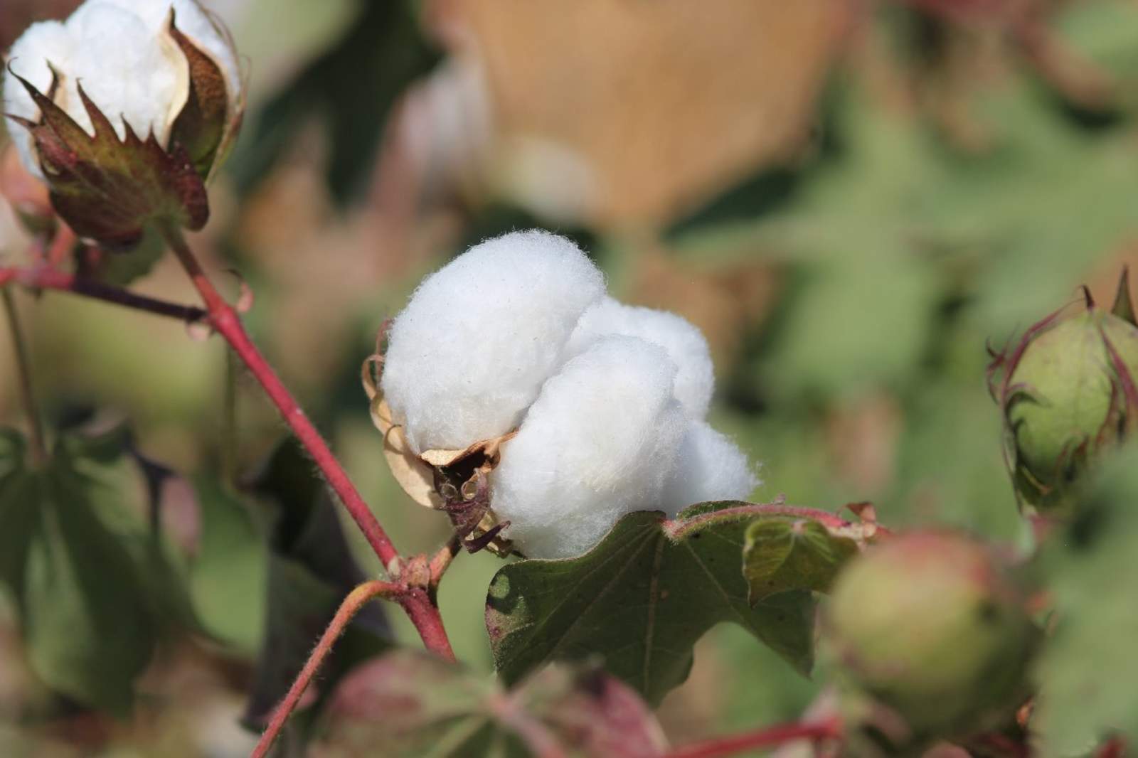 El gusano rosado afecta la calidad de la fibra y semilla del algodón. (ARCHIVO)