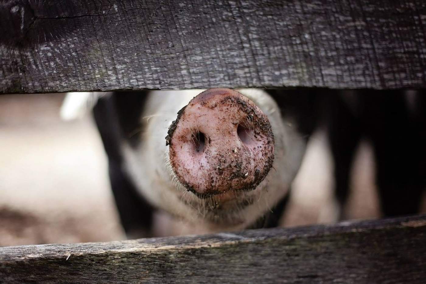Manipularon los genes de unos cerdos para que resistieran a la peste porcina clásica, enfermedad letal para estos animales. (ESPECIAL)