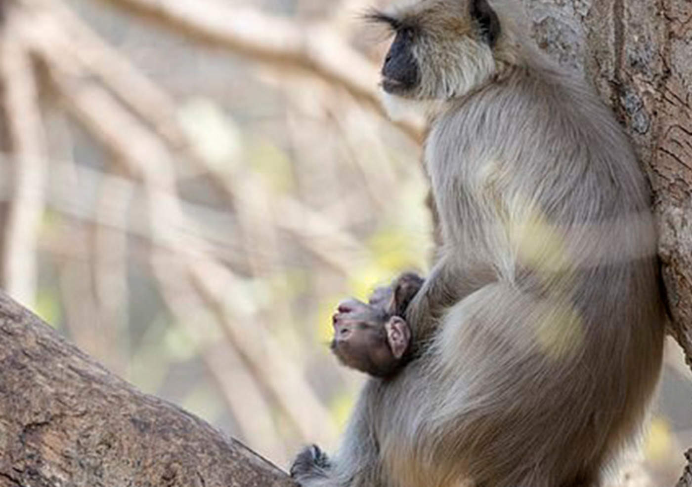 Mamá mono conmueve al no soltar a su cría muerta