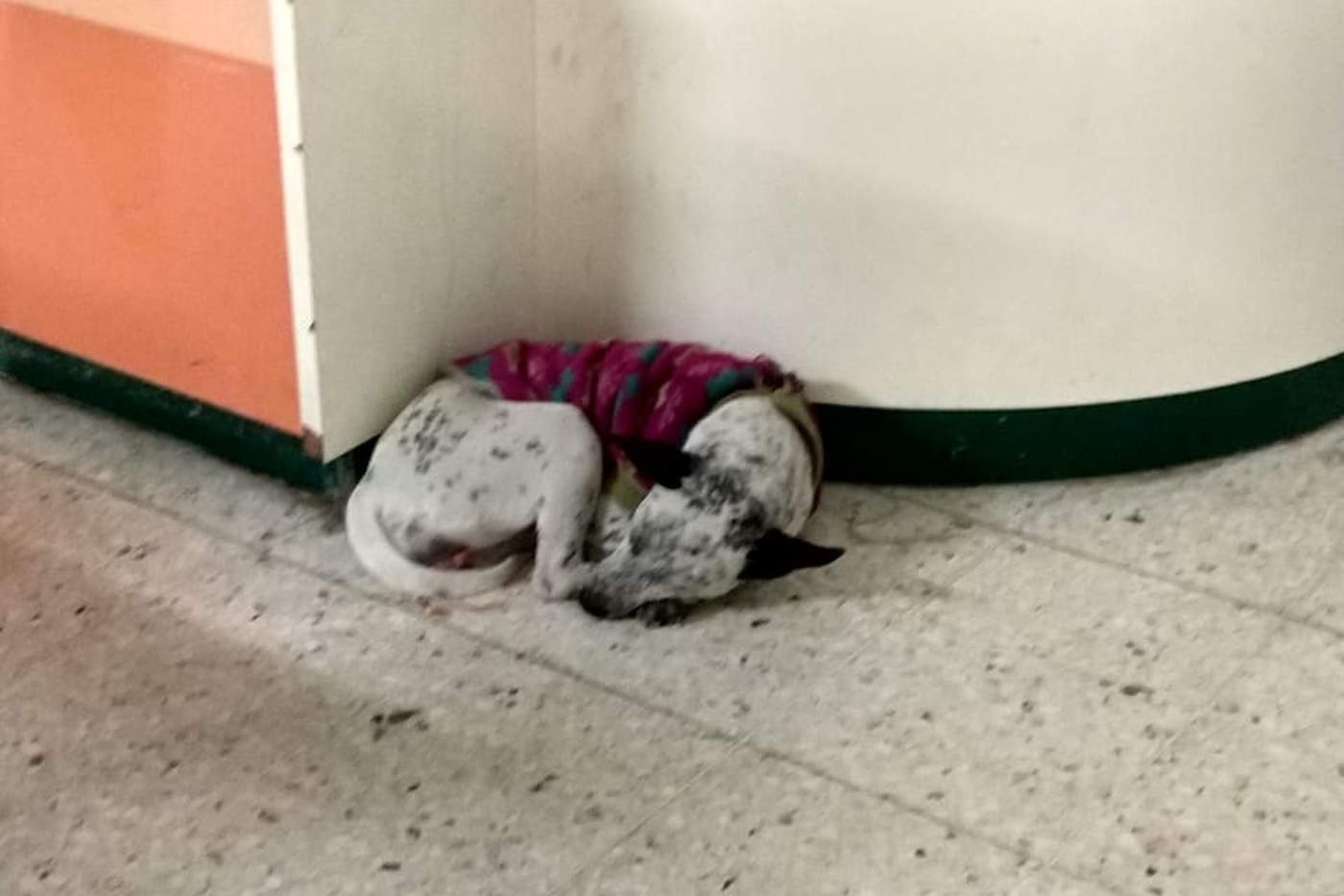 Hay un perro en la sala de Urgencias del IMSS, en la clínica 16. (EL SIGLO DE TORREÓN)