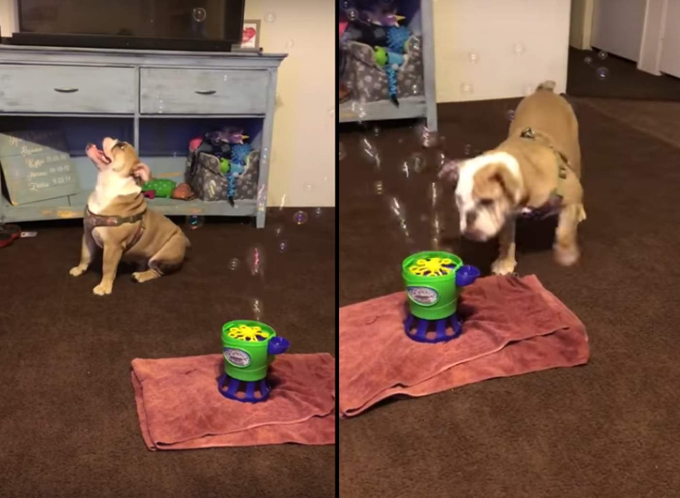 Perro encanta a la red al jugar con burbujas de jabón