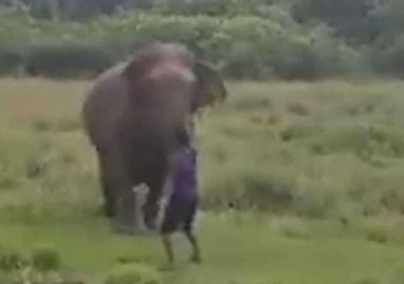Elefante mata a hombre después de que éste intentara hipnotizarlo