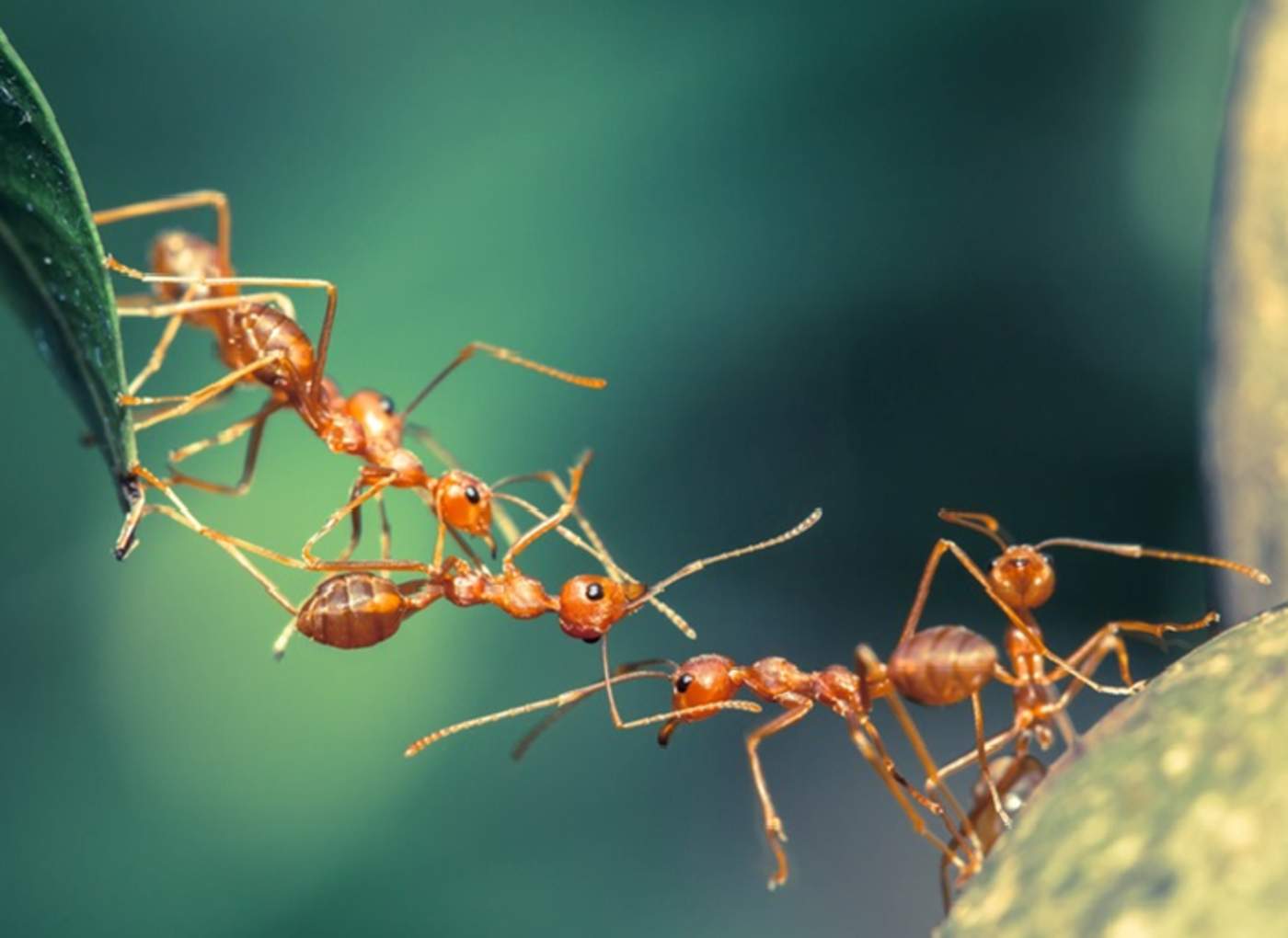 ¿Por qué mueren las hormigas si muere su reina?