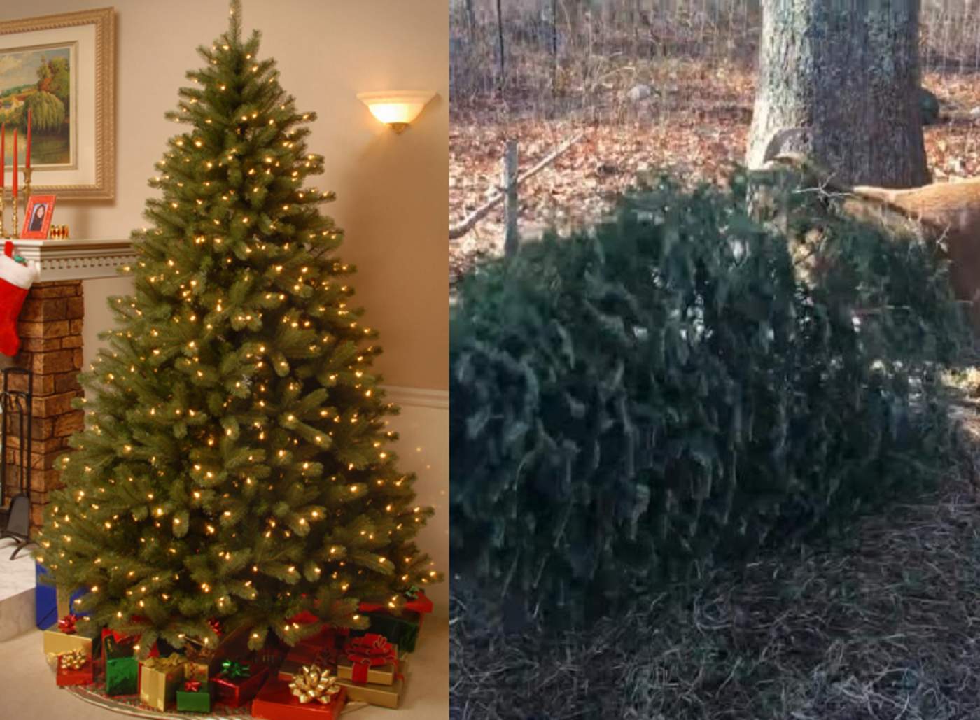 Reciclan árboles de navidad usándolos como comida para cabras
