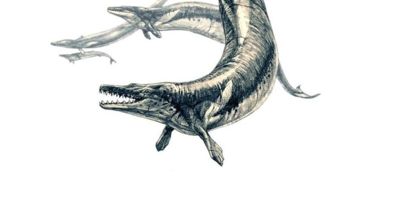 Antigua ballena de 15 metros era una depredadora prehistórica
