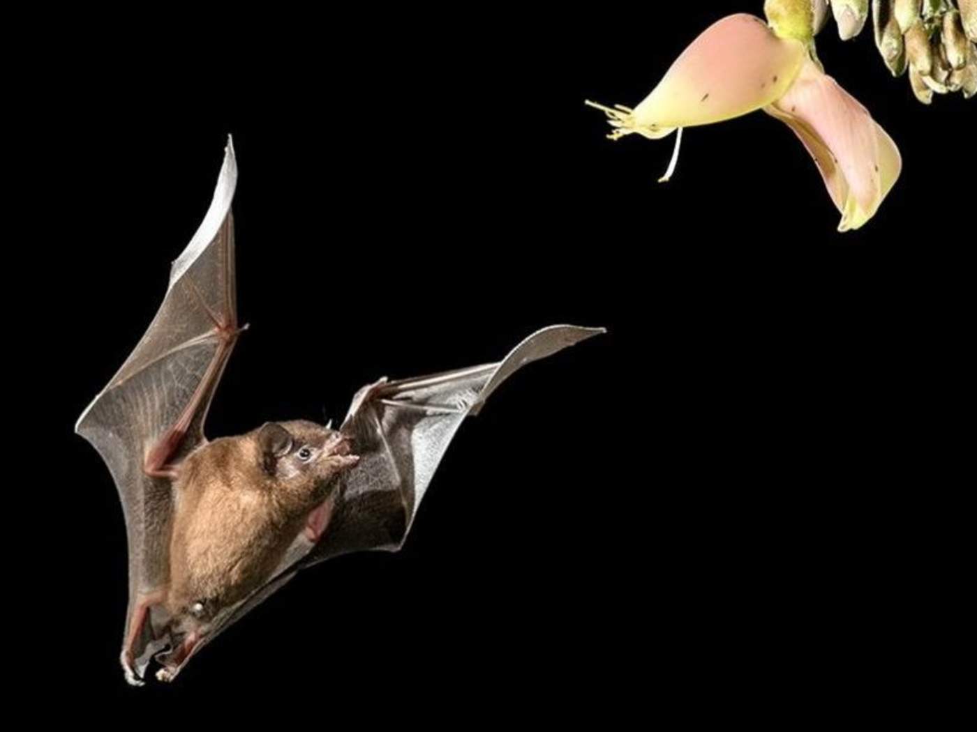 La increíble imagen de un murciélago bebiendo néctar