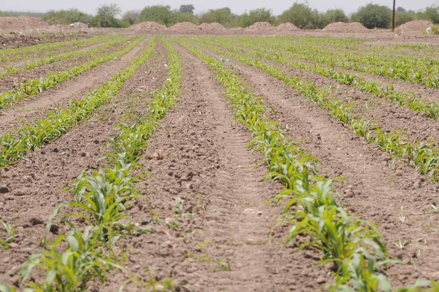 El apoyo que se otorgará por el Gobierno del Estado será de mil 500 pesos por hectárea de cultivo, hasta un máximo de 4 hectáreas por productor en los cultivos de maíz y sorgo, únicamente. (ARCHIVO)

