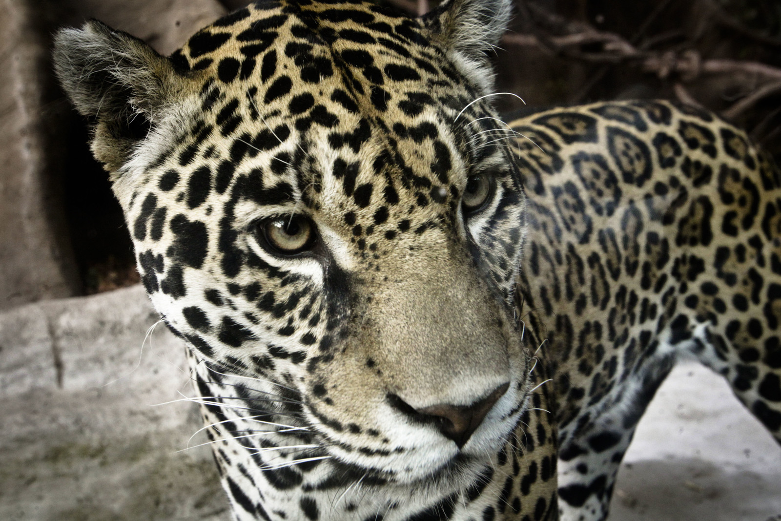 Más de 2 mil jaguares en riesgo por Tren Maya