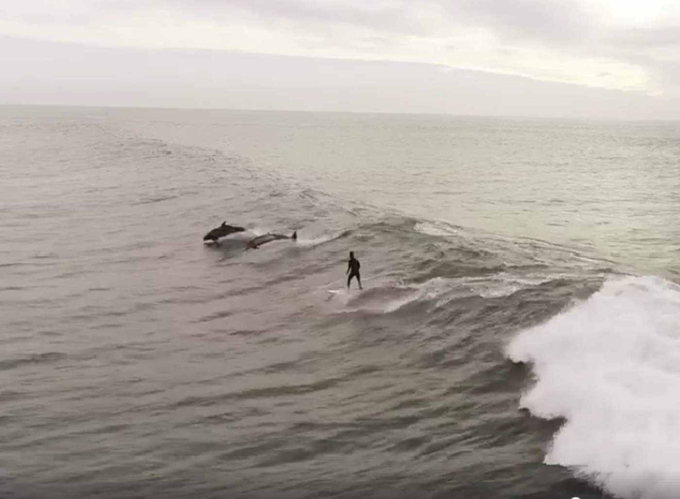 Surfista es sorprendido por curiosos delfines
