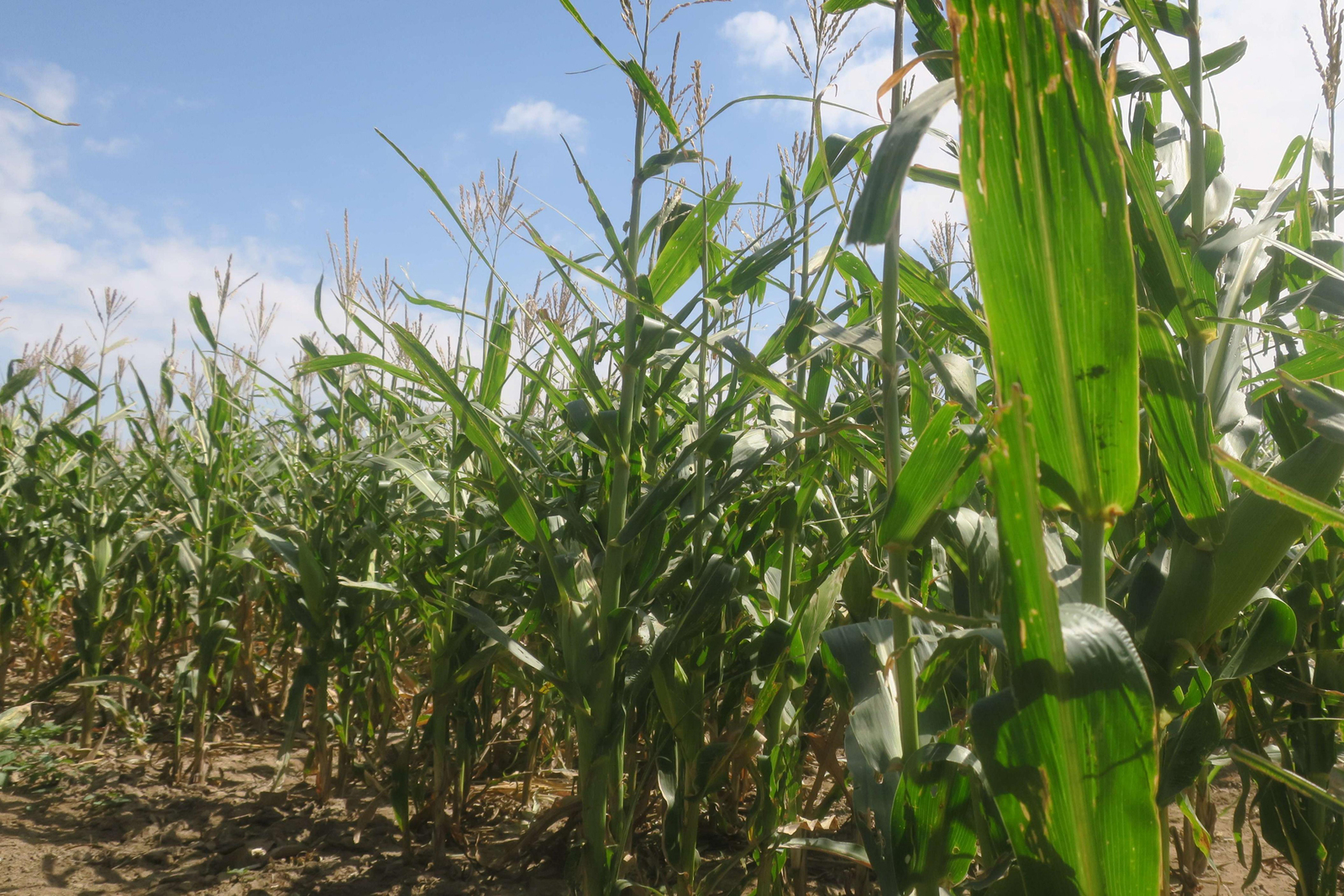 Recurso. El apoyo del Gobierno estatal será de mil 500 pesos por hectárea de cultivo, hasta un máximo de 4 hectáreas por productor. (EL SIGLO DE TORREÓN)