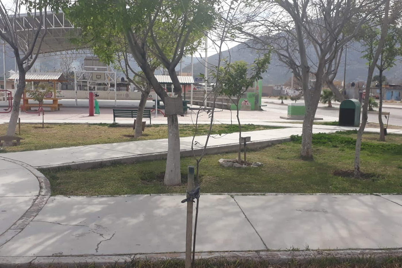 Evaluación. Se están colocando árboles de reemplazo en la Plaza San Fernando, por los que se secan o quiebran. Ya van ocho. (EL SIGLO DE TORREÓN)