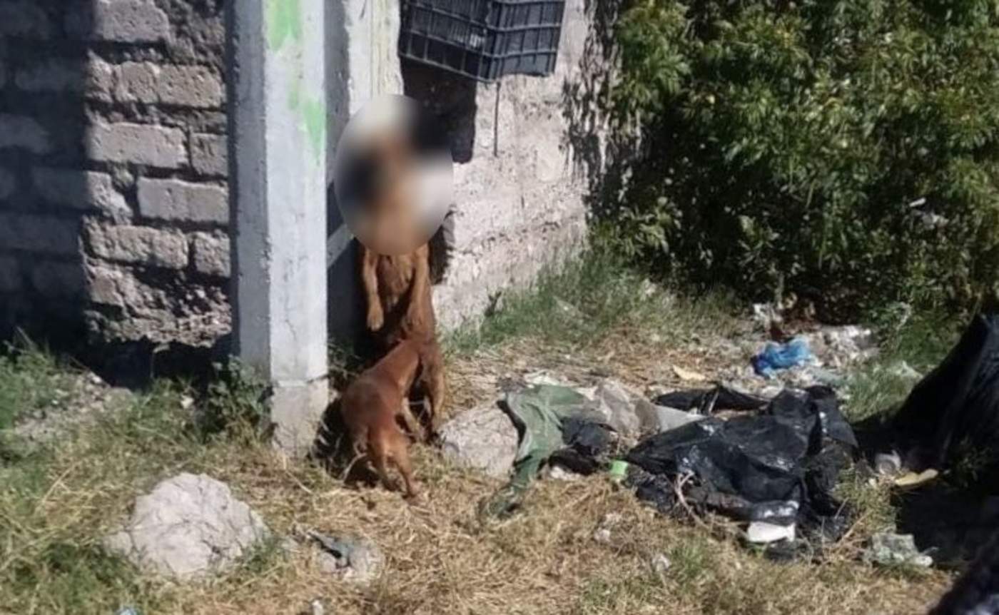 Imagen del perro ahorcado en Sabinas, Coahuila, compartido por las redes por un vecino del lugar. (EL SIGLO COAHUILA)
