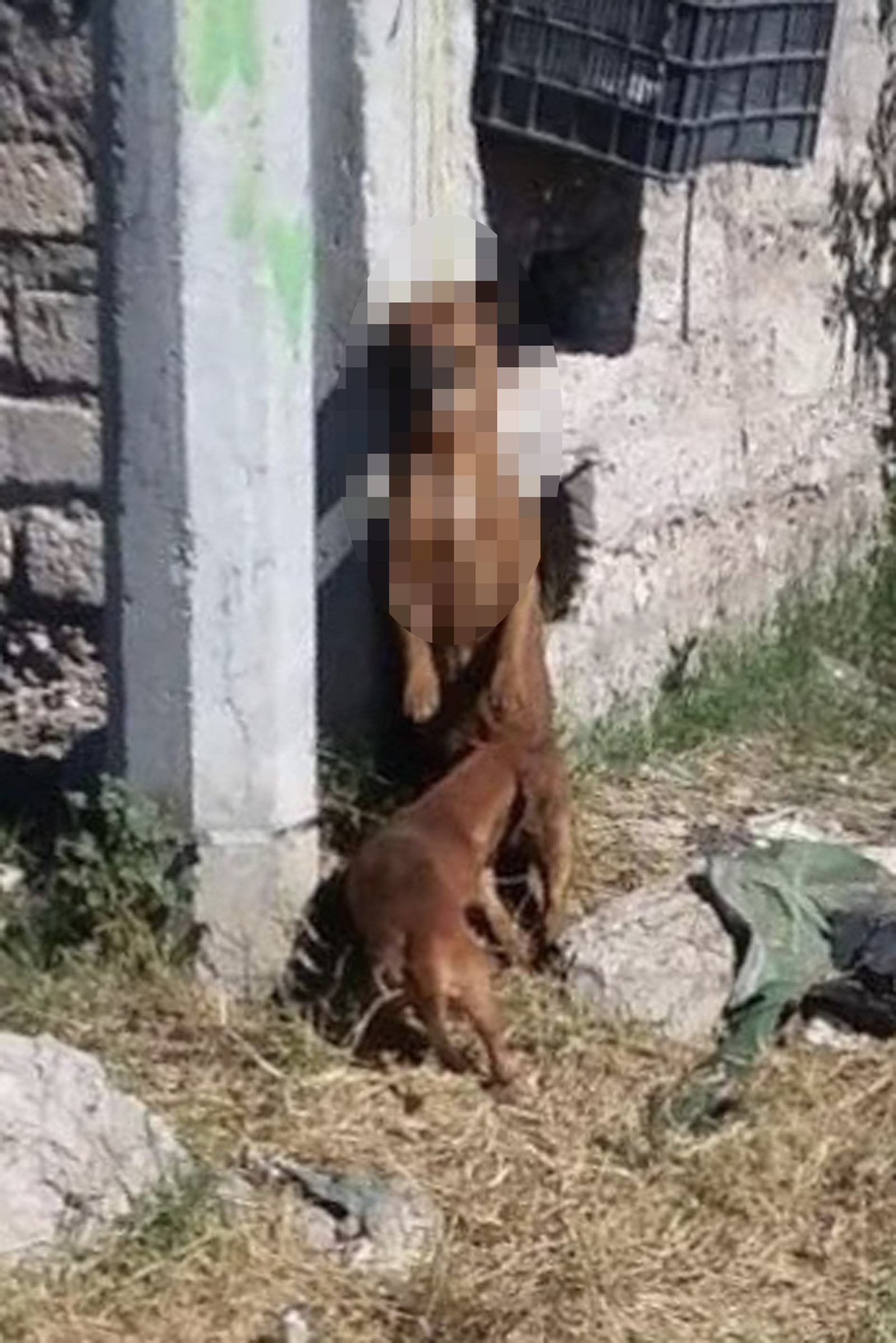 Violencia. Imagen del perro ahorcado en Sabinas, Coahuila, compartido por las redes por un vecino del lugar.