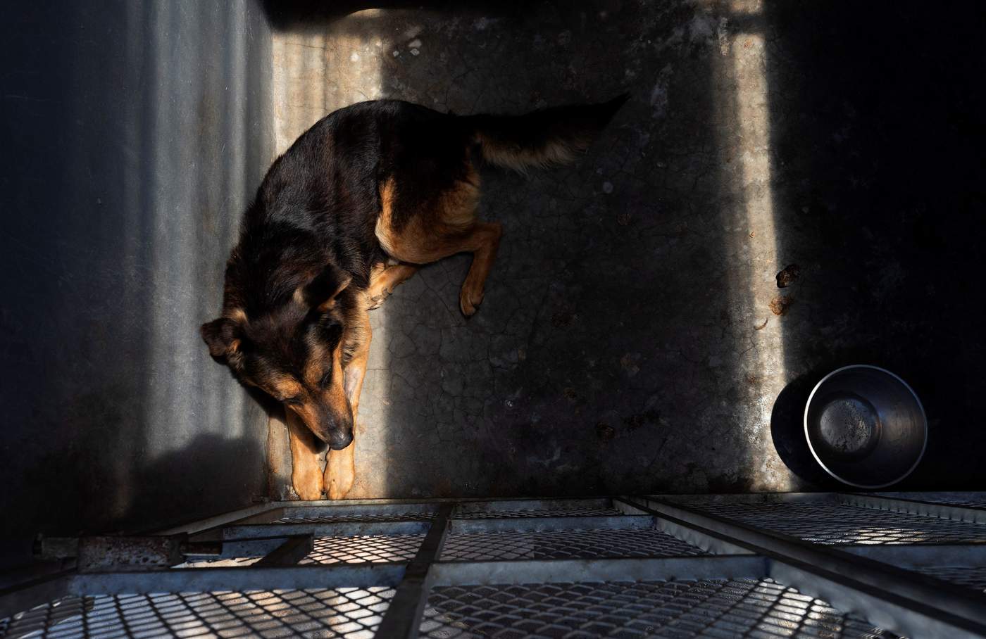 Policía Ambiental de Saltillo regresa mascotas extraviadas a dueños