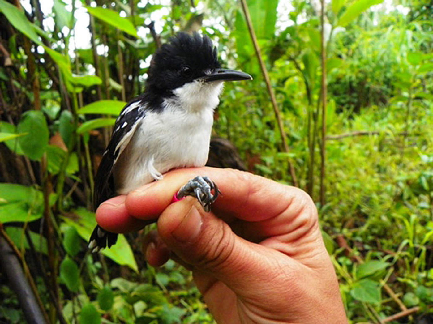 Pérdida de hábitat, amenaza para aves en países amazónicos