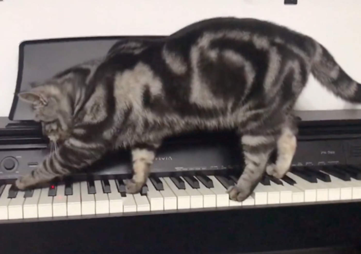 Gato descubre piano y se hace viral