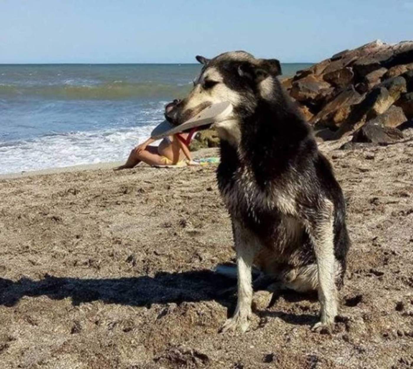 Perro 'roba' sandalias en una playa y se vuelve viral