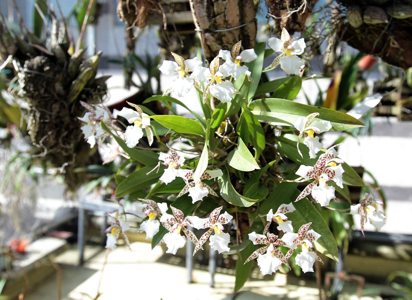 Las orquídeas juegan un papel ecológico de importancia, ya que ayudan a retener agua, a la infiltración, al recelamiento de nutrientes. (ARCHIVO)