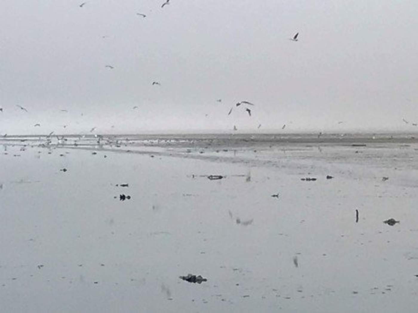 El Departamento de Pesca y Caza de California señaló que patos, gaviotas y otras aves fueron encontrados muertos en el extremo sur del lago más grande del estado entre el 8 de enero y el jueves pasado. (ARCHIVO)
