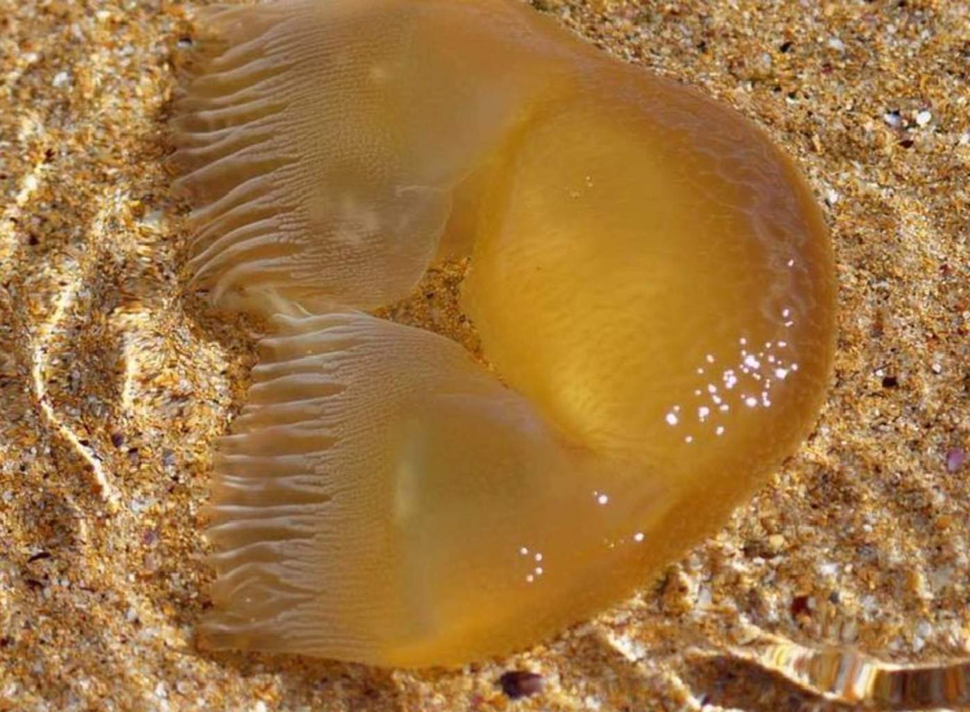 Una medusa muerta y gelatinosa que llegó hasta la playa. (INTERNET)