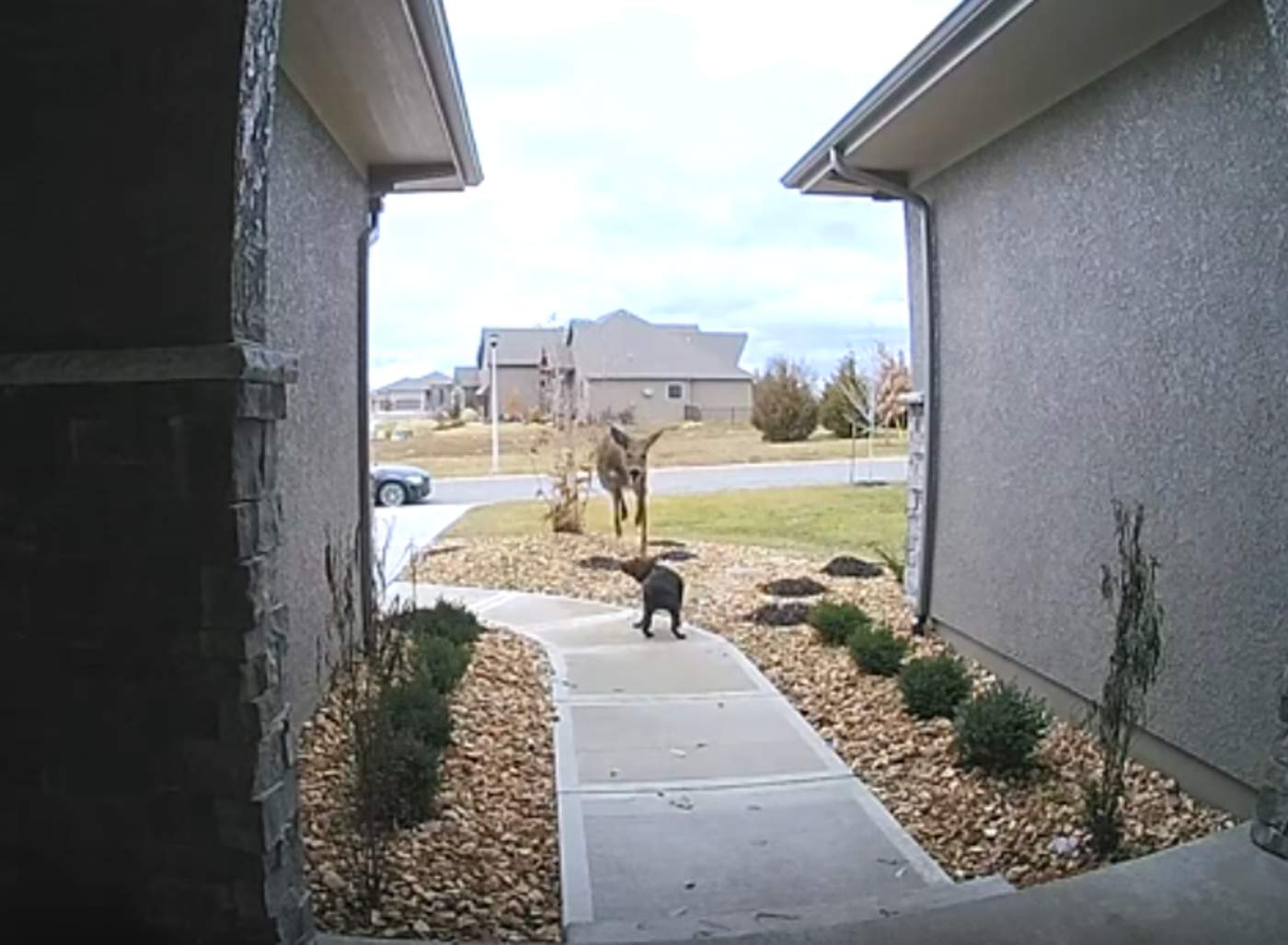 Curioso video de un venado que salta sobre un perro