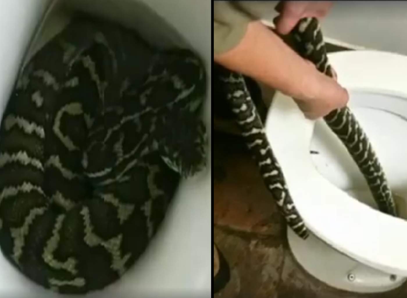 Expertos dicen que encontrar serpientes en el inodoro, en esta zona del país, no es poco común. (INTERNET)