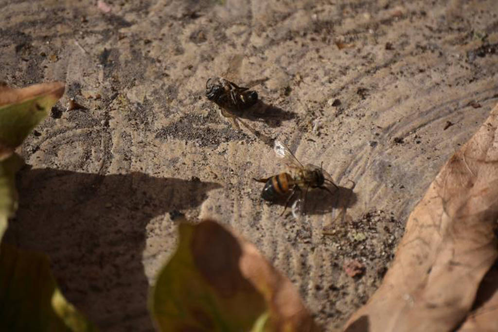 Alerta. El panal de las agresivas abejas fue derribado con agua a presión .