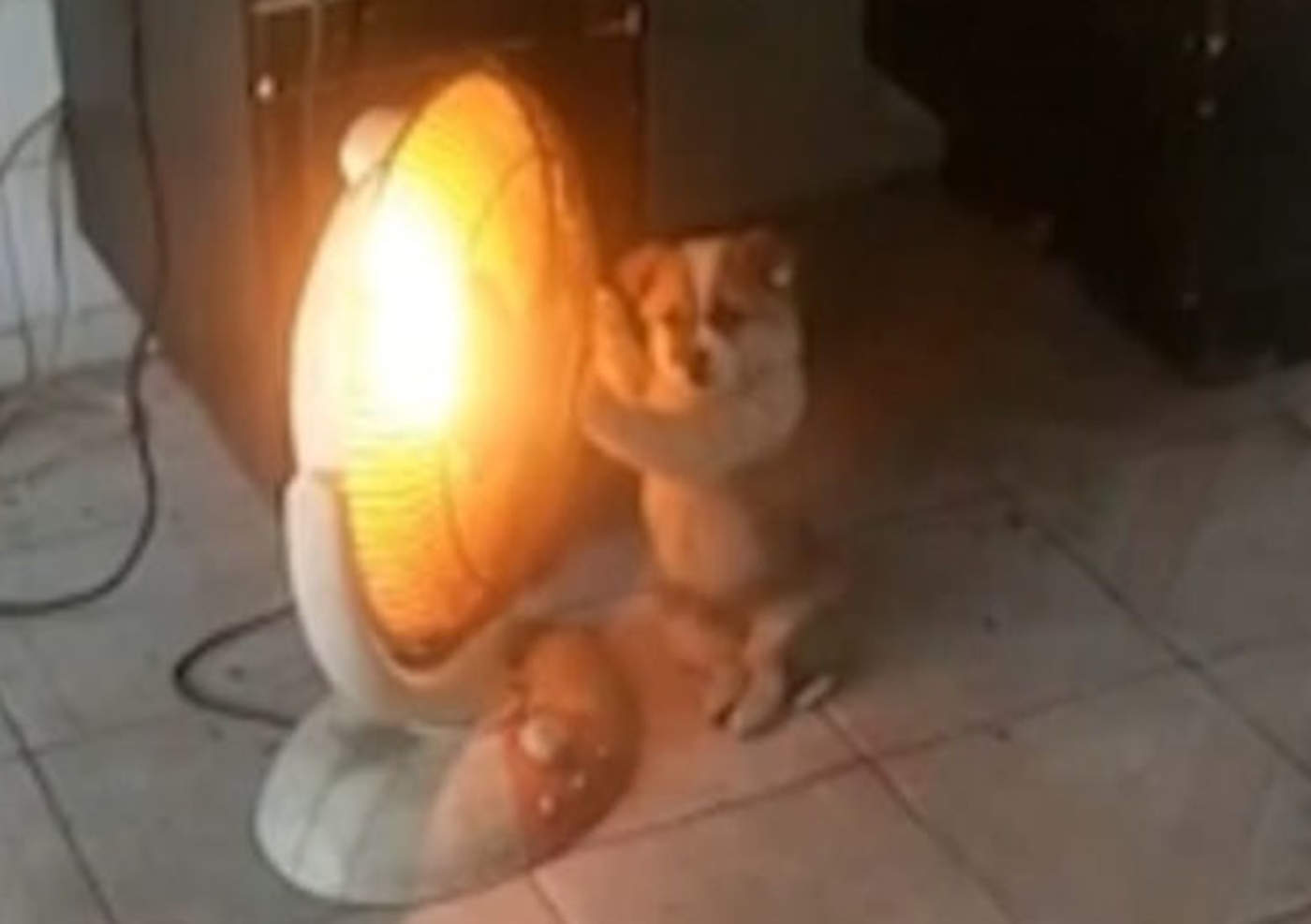 Cachorro quitándose el frío con calentón conmueve en redes