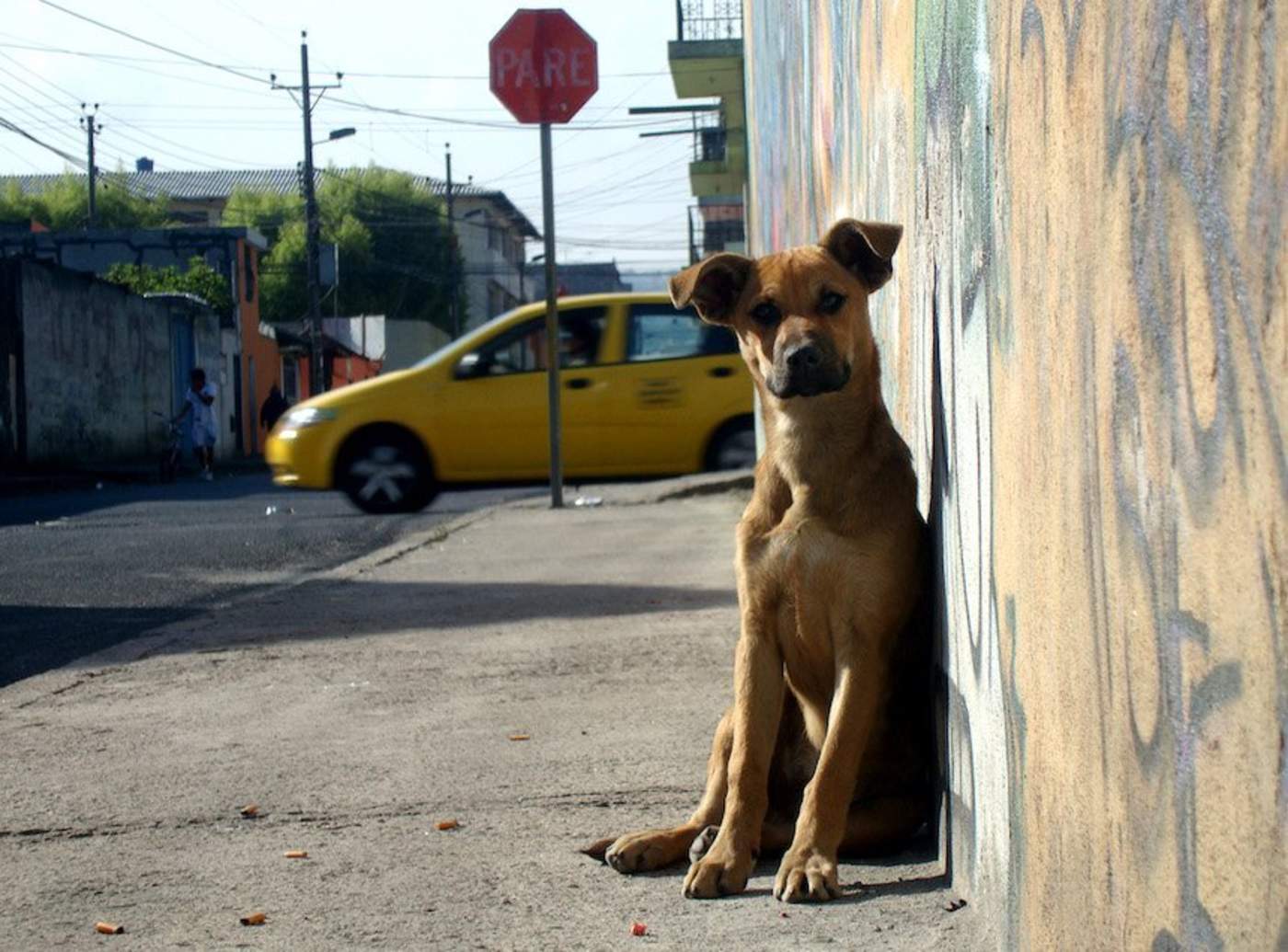 Sergio Emmanuel Chávez Bravo, encargado del Centro de Atención Canina, informó que desde el 2011 no se registra algún caso de rabia animal en Ecatepec, por lo que se debe continuar por el mismo camino para erradicar este mal. (ARCHIVO)
