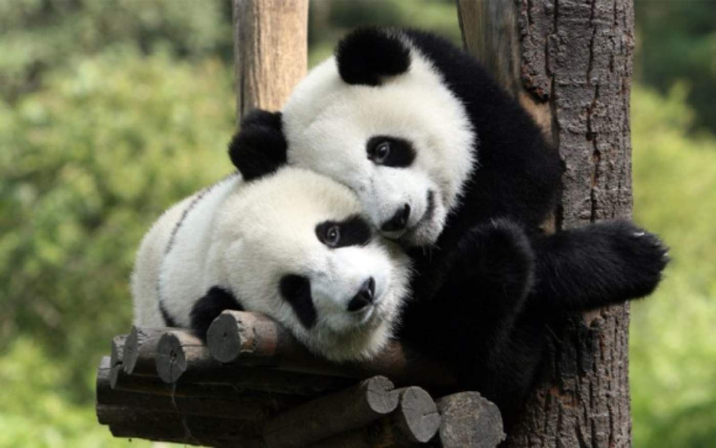 Antiguos pandas gigantes no se alimentaban solo de bambú
