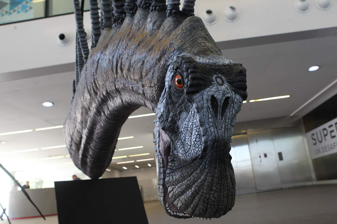 El dinosaurio, presentado en el Centro Cultural de la Ciencia de Buenos Aires, recibió el nombre 'Bajadasaurus pronuspinax'. (EFE)